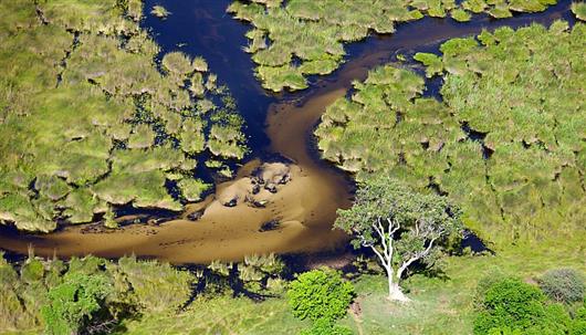 Sandibe Okavango Safari Lodge